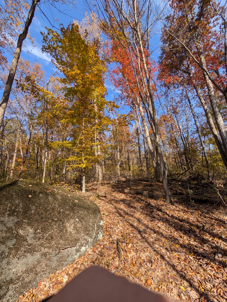 This picture shows mostly bare trees, but there are some red, and yellow leaves remaining.