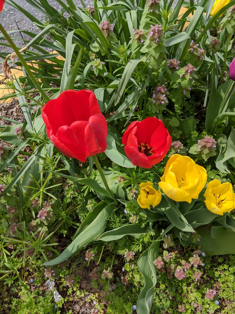 This picture displays red and yellow tulips in bloom.
