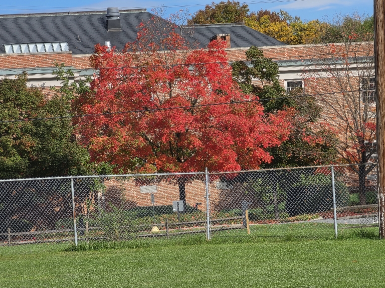 This picture shows a bright red tree across the softball feel.