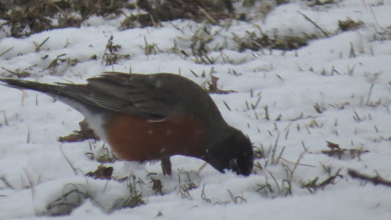 Here is a photo of a robin standing in the snow pecking at the ground for food.