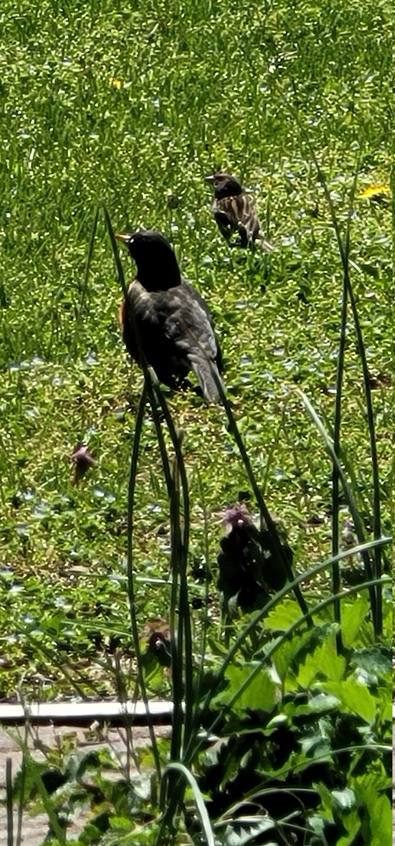 Here is a robin in the grass with another bird behind it.