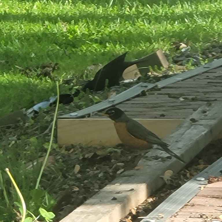 Here is a photo of a robin that was hopping along the edge of our patio.