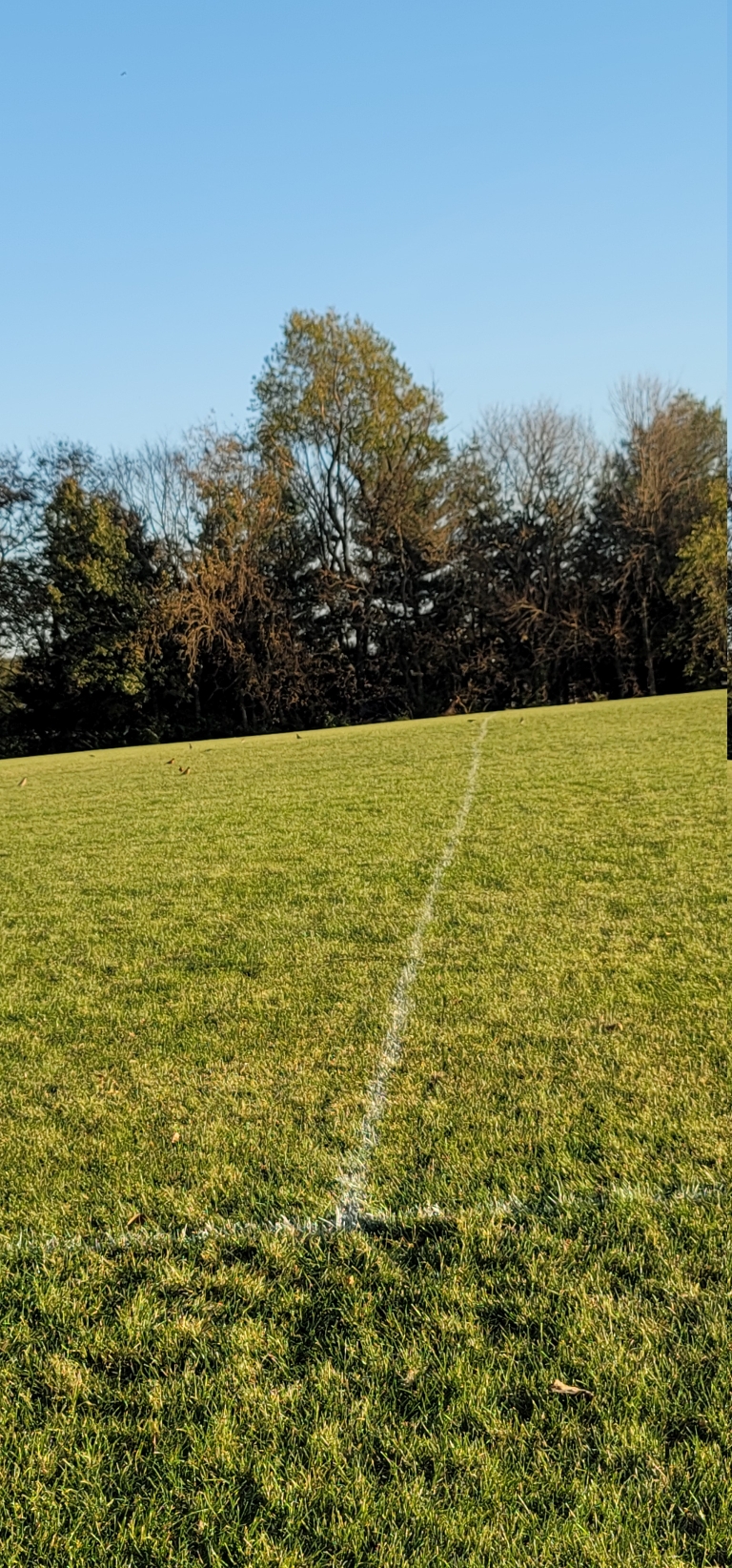 This is a picture many robins hopping around in the soccer field at Cove Park.