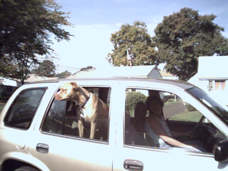 This is a picture of Rocky, a tan pitbull with his head out the window of a white car.