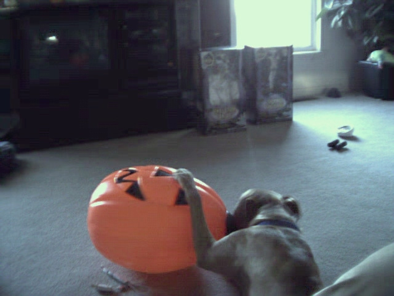 This is a picture of Rocky, a tan pitbull playing with a large halloween decoration that is a pumpkin. He thought it was a ball.
