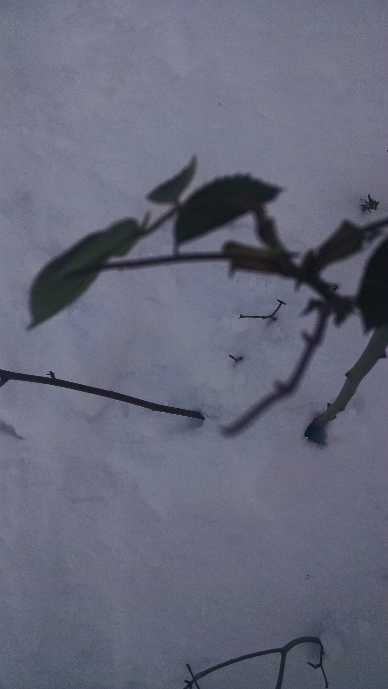 This is a photo of a few green leaves on a rose bush that is nearly buried in snow.