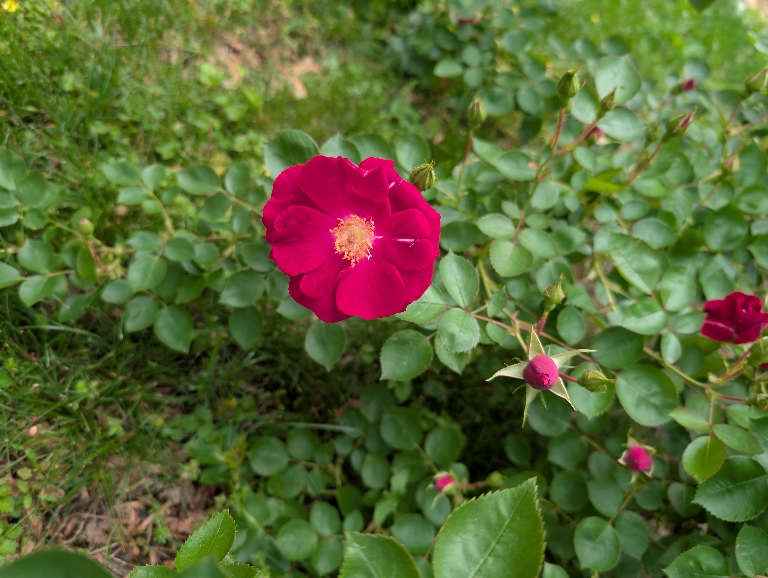 This picture shows a deep red rose with some red un opened and partially opened buds around it on a rose bush