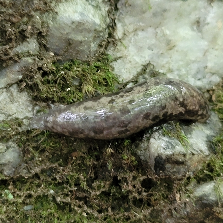 This is a picture surprisingly well camouflaged slug on the shady side of a large rock.