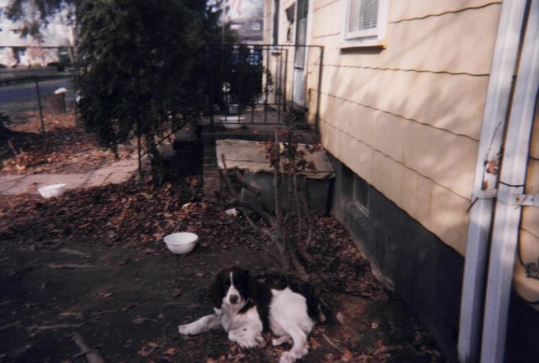 This is a picture of Slugger, my childhood dog. It's a springer spaniel laying on the ground.