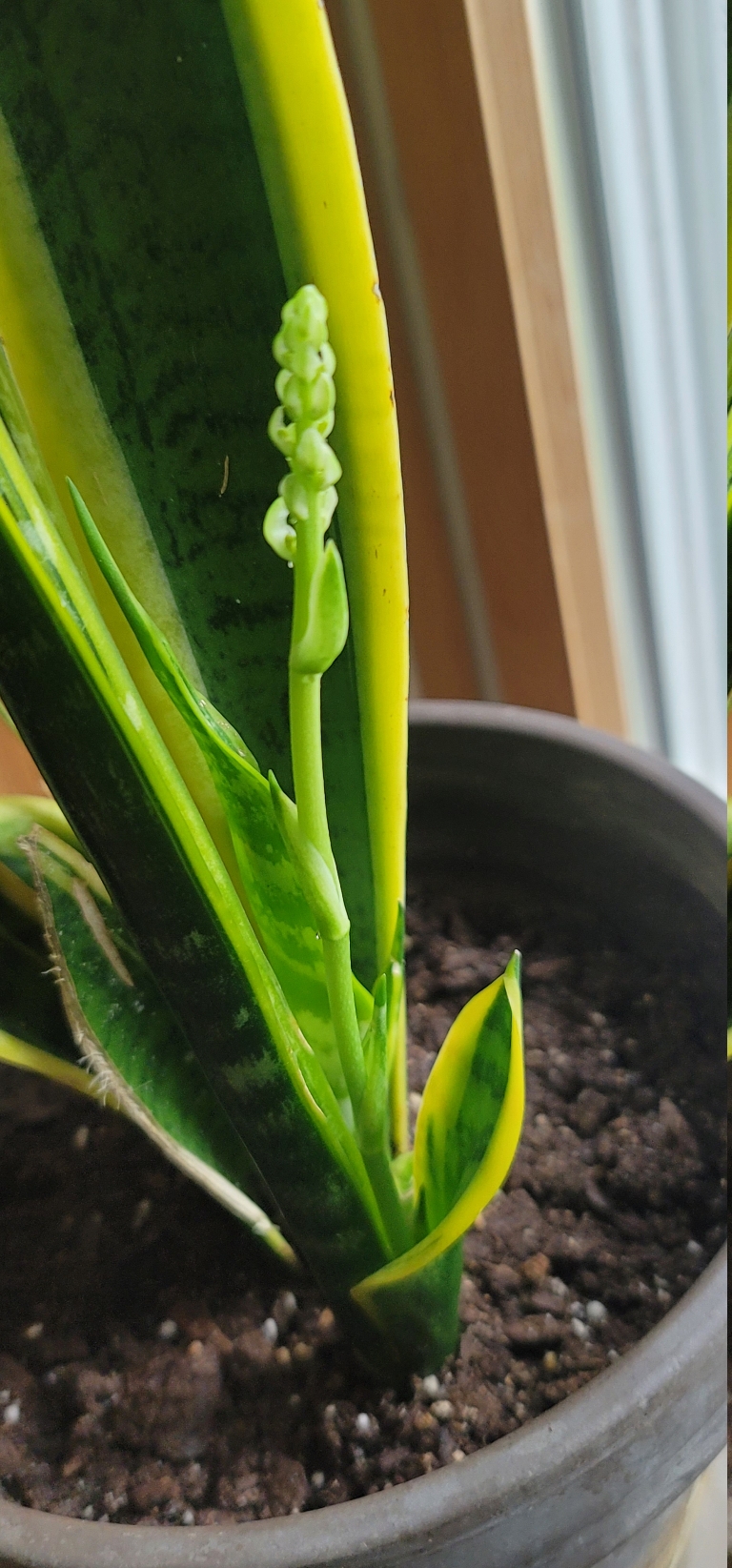 This is a picture of a snake plant with a stem coming up that has flower buds on it.