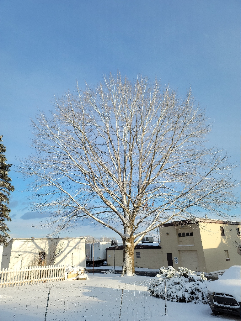 This is a photo of the neighbor's oak tree covered with snow that stuck to it. The sun is shining on it with clear sky in the background.