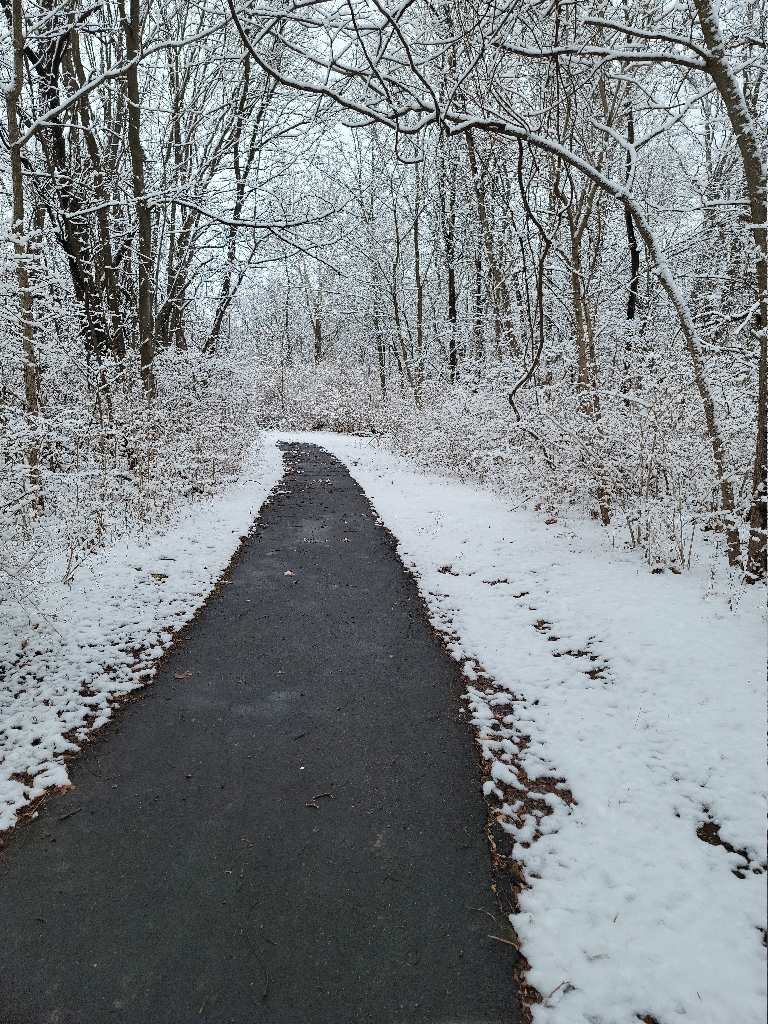 This is a picture of snow-covered woods and trees along a paved trail with no snow on it.