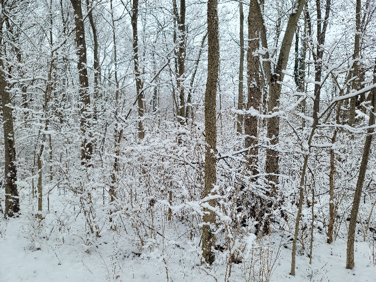 This picture shows some freshly fallen wet snow sticking to the branches on our rose bush.