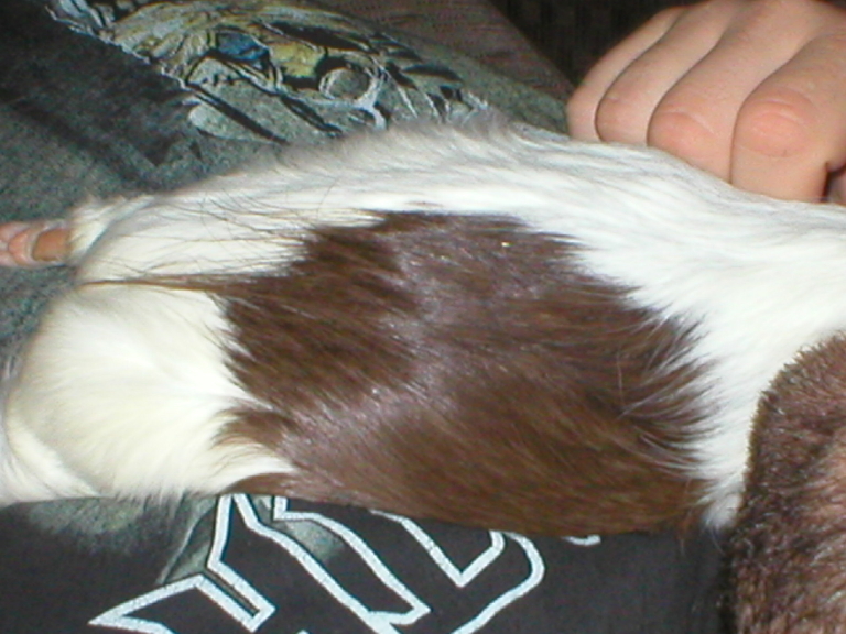 Here's a picture of our guinea pig Snuggles. She had a small section of brown fur that made it look as if she had an ass crack.