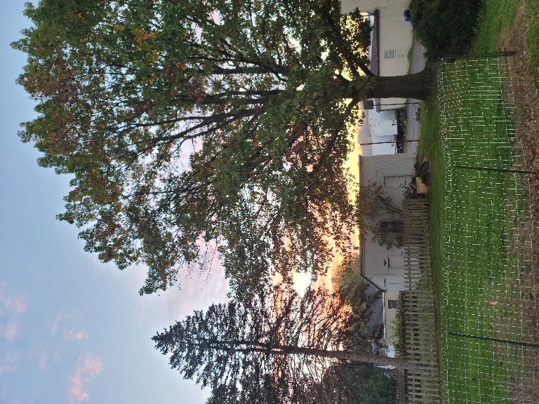 This picture shows the sun and some blue sky with yellow clouds towards the horizon behind a dully reddish oak tree.