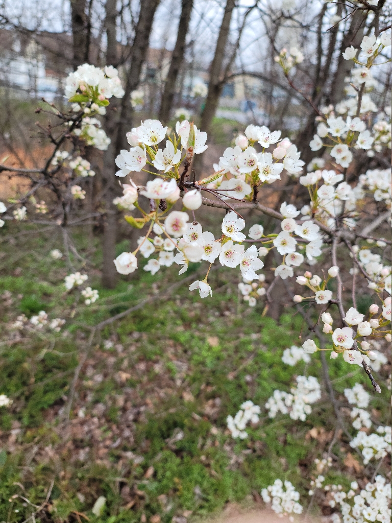 This picture contains small pink and white flowers on a tree along the edge of the railroad tracks bank.
