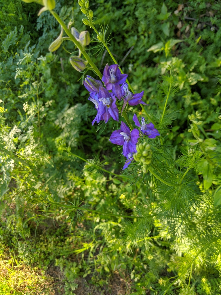 A photo of Some kind of small purple flowers. The petals are more of a blueish purple while the center is a bit lighter.