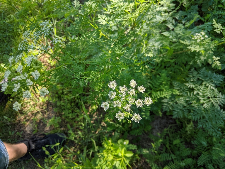 This photo has some sort of small white flowers. They have white petals with green centers.