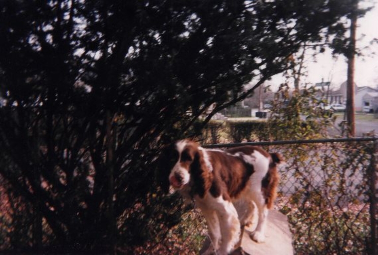 This is a picture of my childhood dog, Sparky standing on top of a doghouse outside. It's a springer spanial.