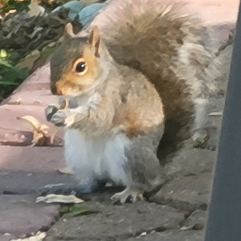 Here is a picture a gray squirrel sitting up on our patio eating a maple seed.