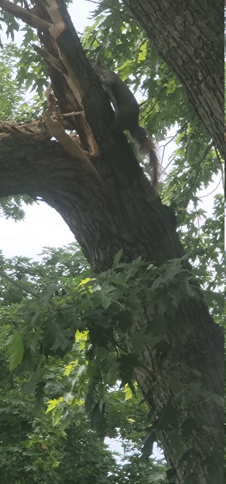 This is a picture of a squireel on a large tree branch that has broken off.