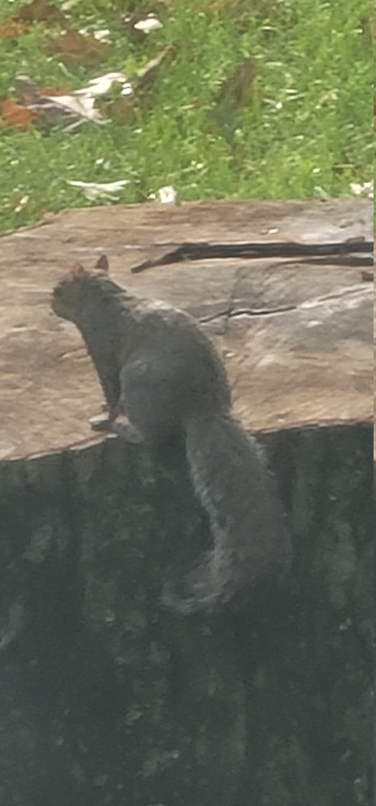 This is a picture of a gray squirrel sitting on the edge of our tree stump