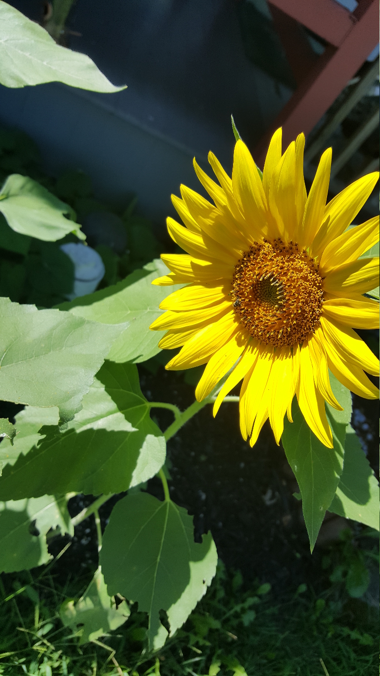 This is a picture a sunflower blooming with the sun shining on it.