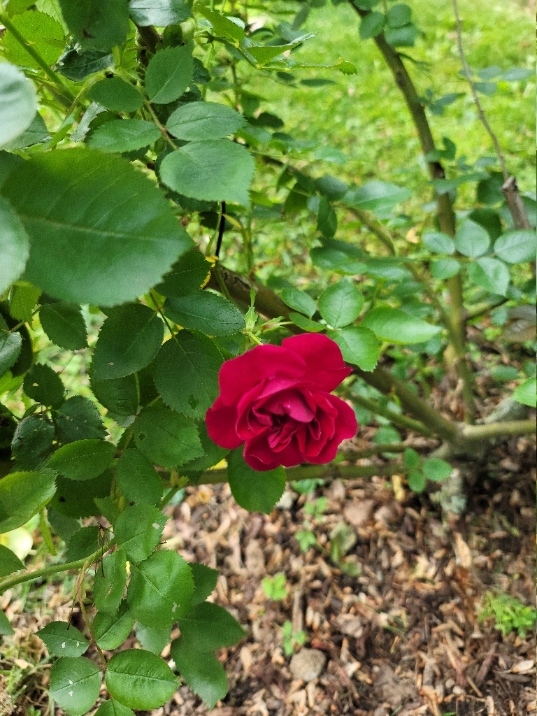 This picture shows a rose that has opened up and blooming. It's a red rose.