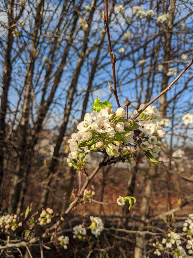 This picture contains small pink and white flowers on trees.