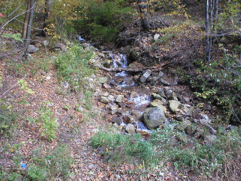 This is a picture of small spring trickling by at the edge of a trail.