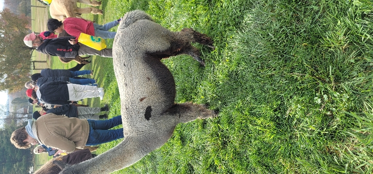 This picture shows a mostly light tan or whiteish alpaca with a couple of dark spots on it's back and sides.