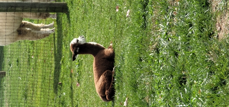 This picture shows a brown alpaca that has a white nose and face laying on the ground in the middle of the grass in the sun.