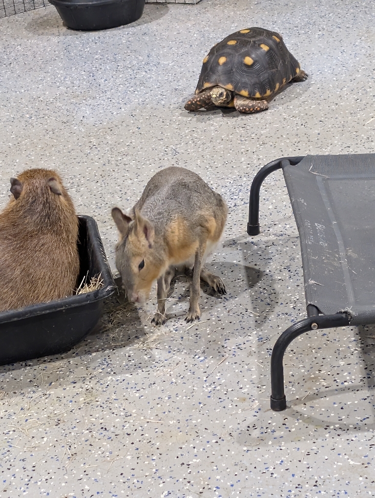 This picture shows three different animals. There is a capybara, a turtle on the floor and some sort of rodent in the same family.