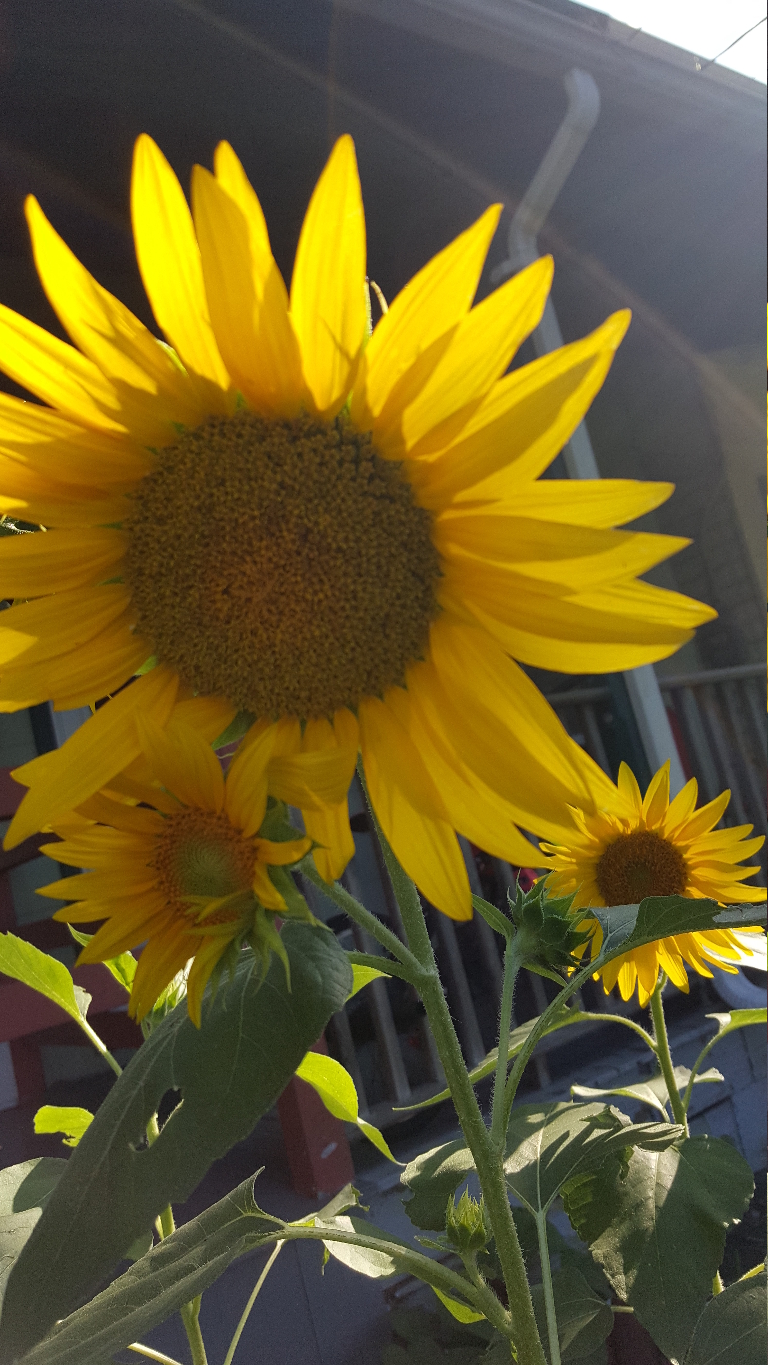 This is a picture of three sunflowers blooming.