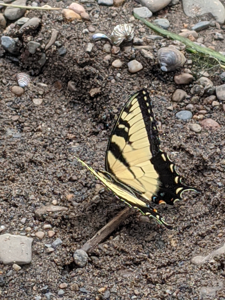 This is a picture showing a tiger swallowtail butterfly on the ground. There are also a couple of snail shells in the background.