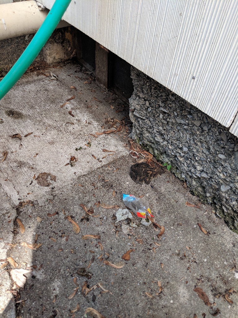 Here is a photo of the toad that had been hiding under our garden hose.