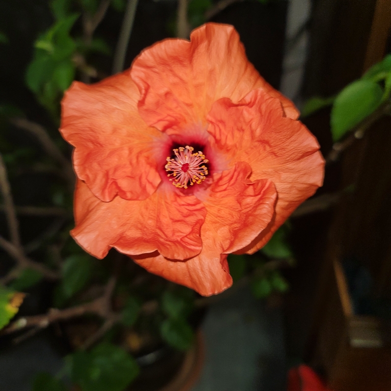 Flower in a hibiscus plant