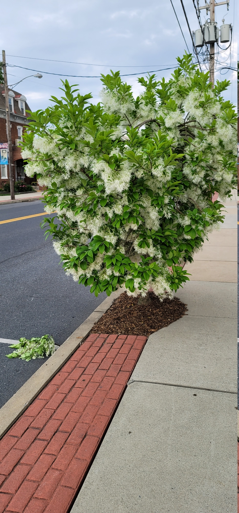 This is a picture of a tree blooming along Main Street in Mount Joy, Pennsylvania. It has white flowers.