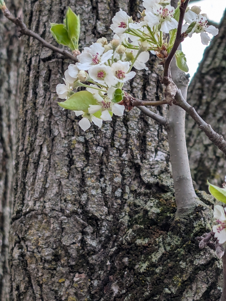 This picture shows a tree with small white flowers with pink centers. The tree's trunk is in the background.