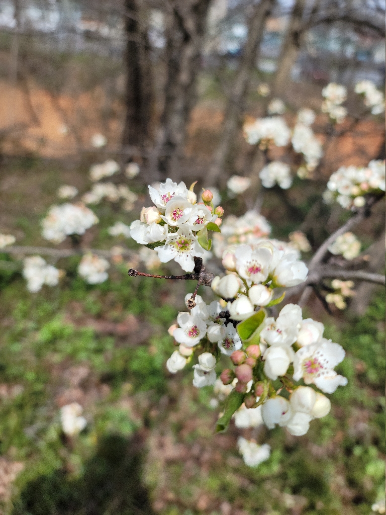 This picture contains small pink and white flowers on a tree along the edge of the bank along the trail tracks.