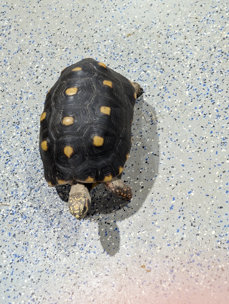 This picture shows a turtle on the floor.