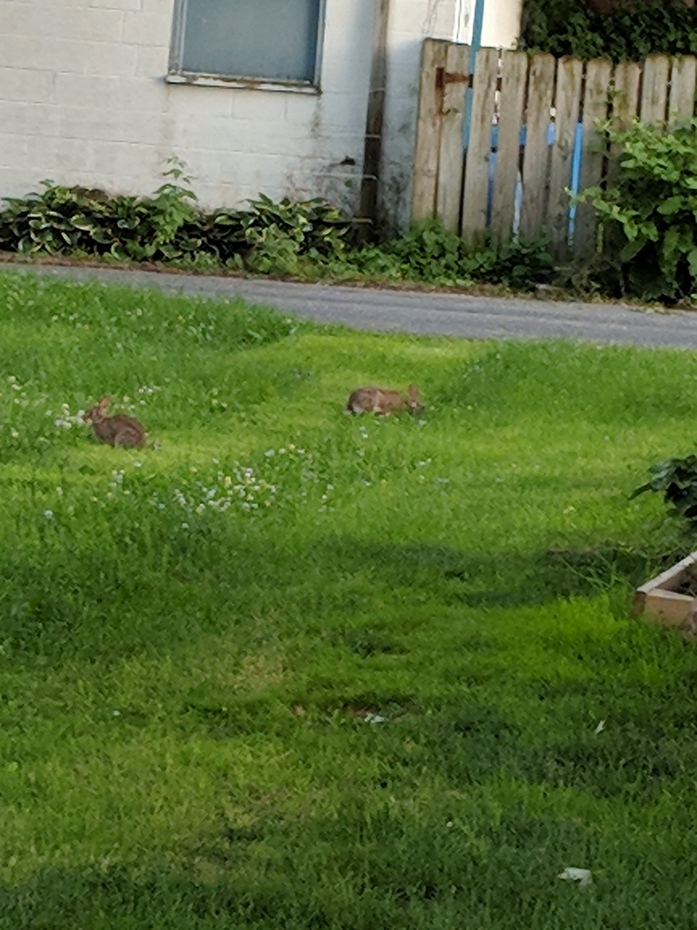 Here is a photo of a pair of bunnies enjoying the neighbor's uncut lawn.