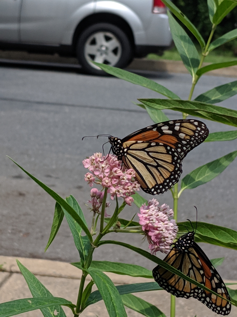 This is a picture that shows two monarch butterflies nectoring on our new pink swamp milkweed.