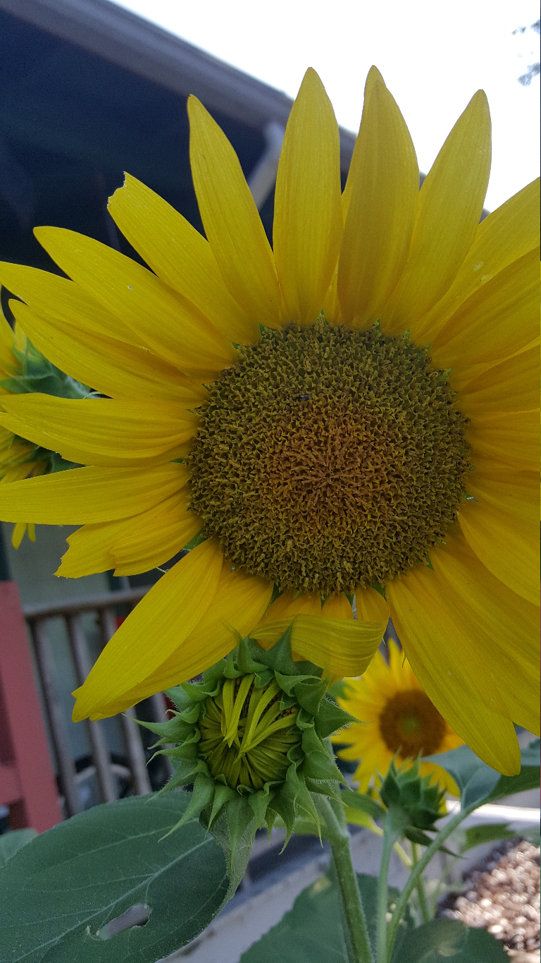 This is a picture of two sunflowers blooming.