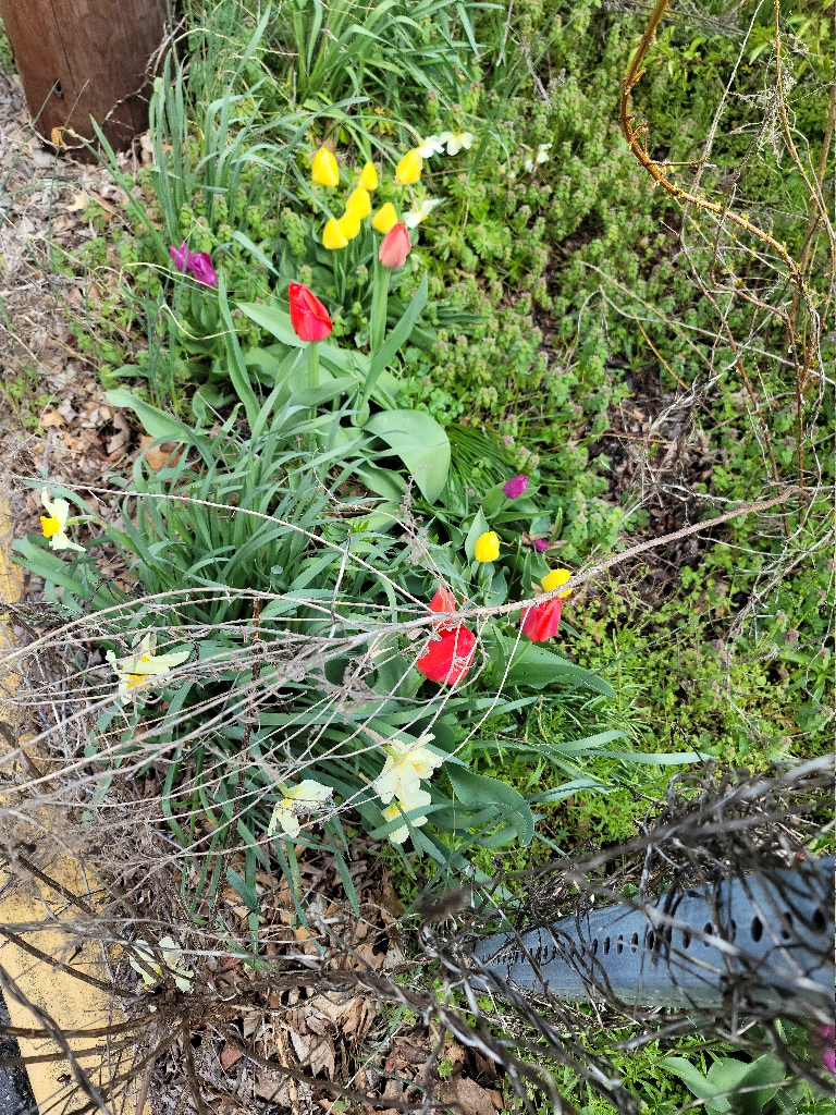 This is a picture showing some red, yellow and white flowers blooming.