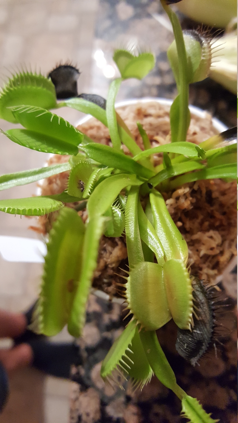 This photo shows a venus fly trap plant with many large traps that are open.