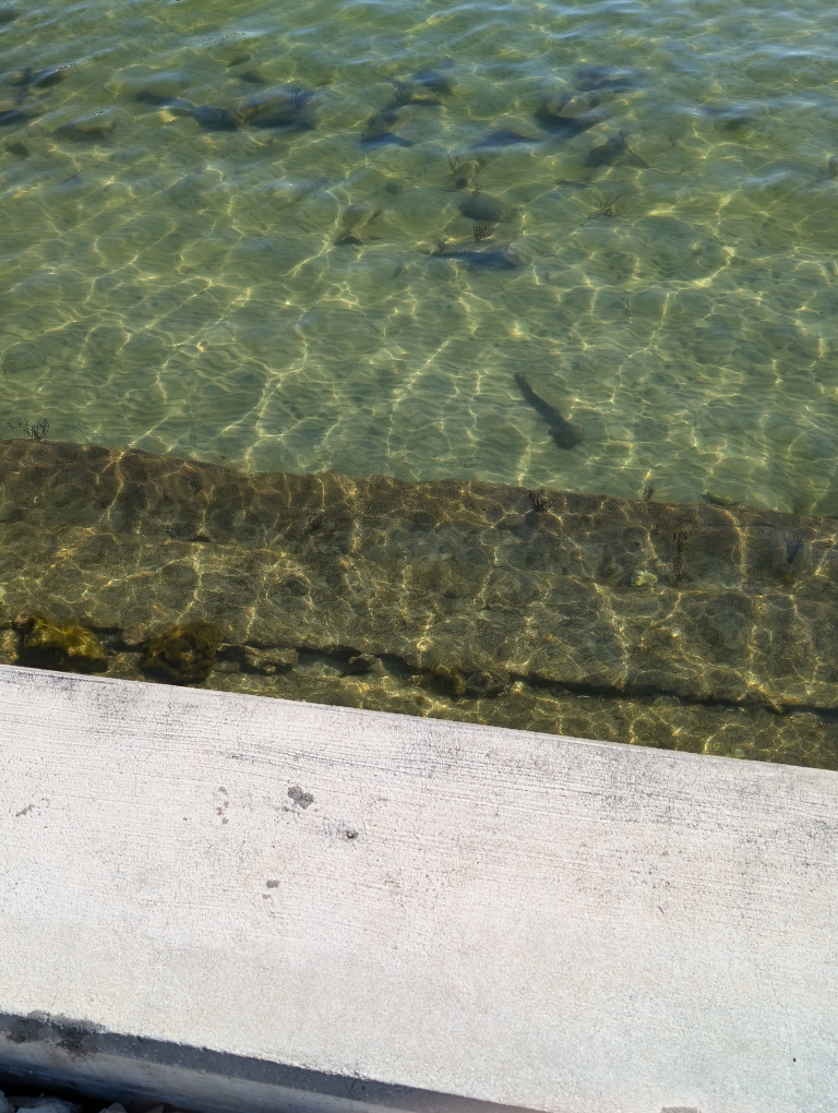 This picture shows a view looking into the very transparent water of the Bay.