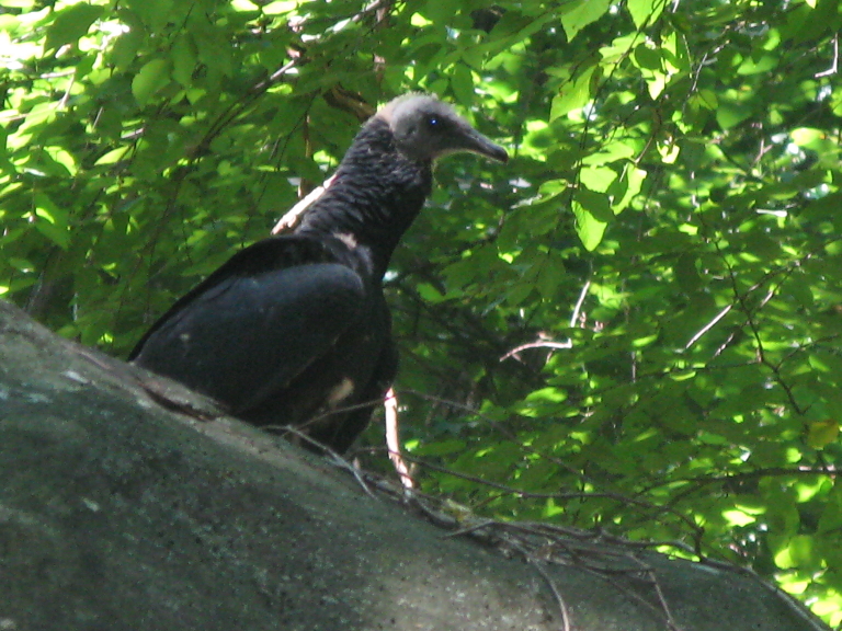 This is a picture vulture sitting on a rock near a geocache
