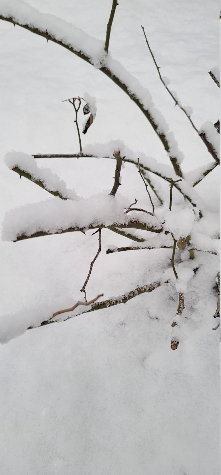 This picture shows some freshly fallen wet snow sticking to the branches on our rose bush.