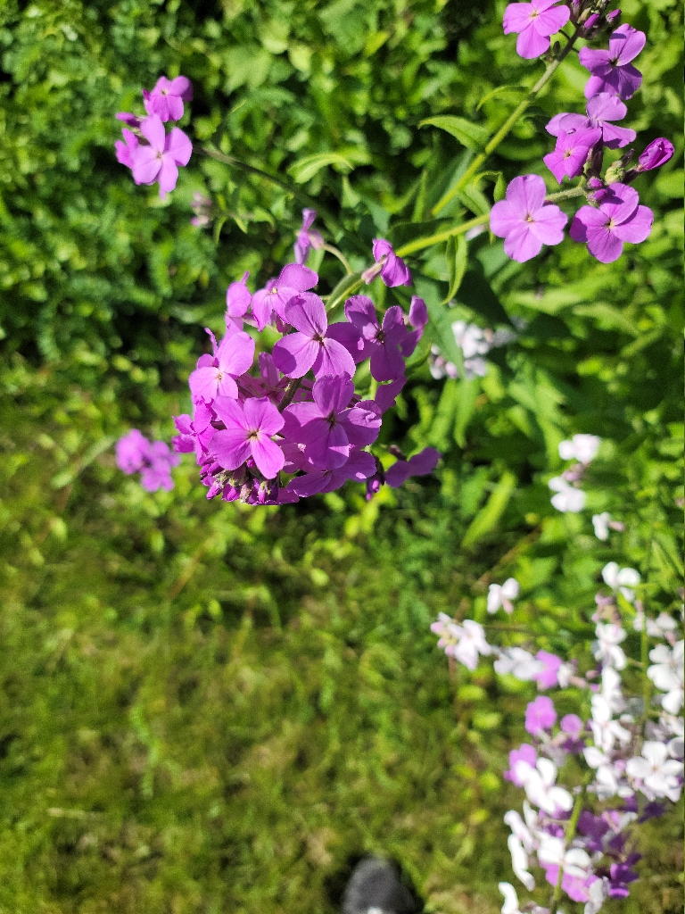 This picture pink flowers. There are some white flowers behind and below the pink ones.